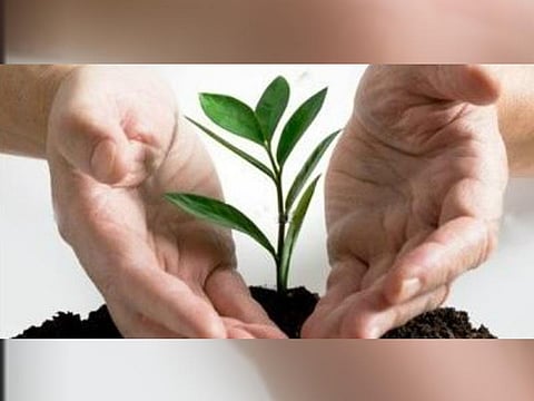 CROP INSURANCE