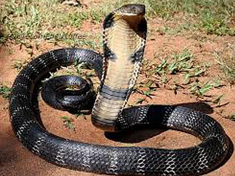 King cobra