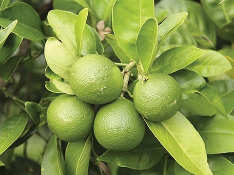 lEMON leaf