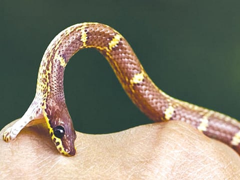 sneke bite