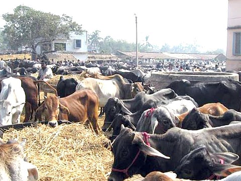 141218 Animals Feed