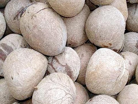 15kg-ball-copra-500x500