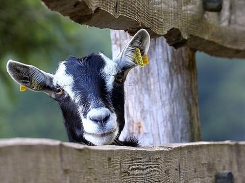 Goat