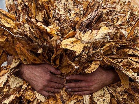 Tobacco