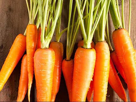carrot