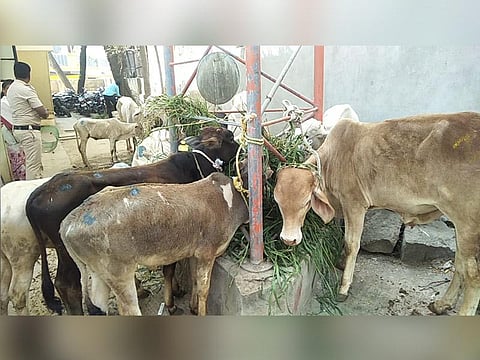 17012019 Raichur cattle protection