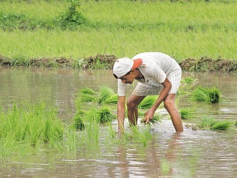 Agriculture