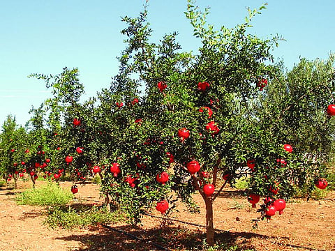 pomegranate tree