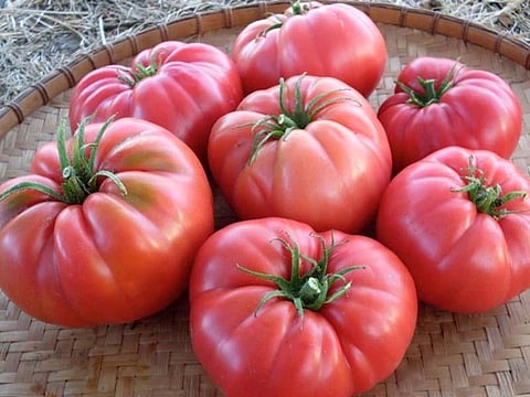 tomatoes