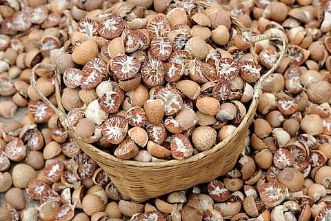 Areca-Nuts new