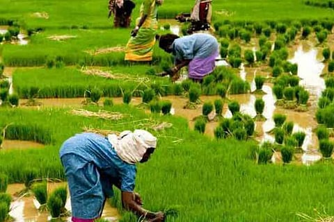 agriculture