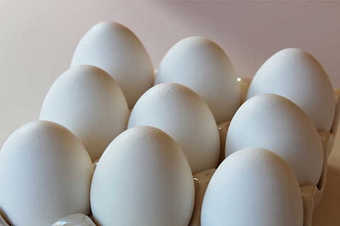 egg vvani