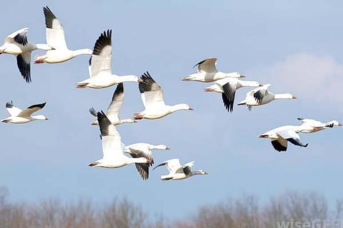 flock-of-birds-flying