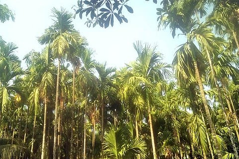 Arecanut