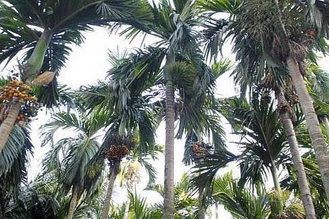 Arecanut