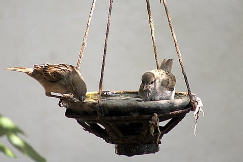 BIRDS
