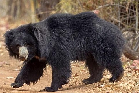 Bear