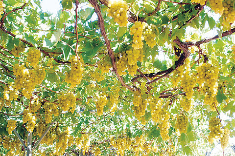 Grapes