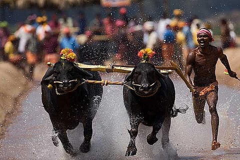 Kambala
