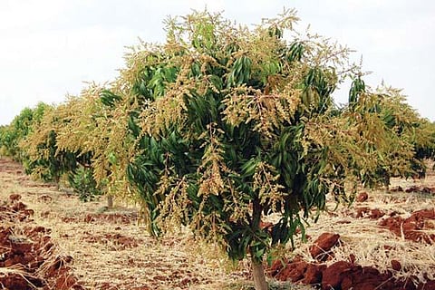 MANGO TREE