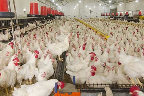 Poultry Farming vvani