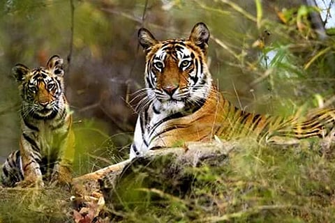 Tigers