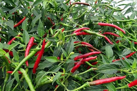 chilli vvani