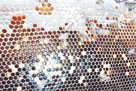 Honey