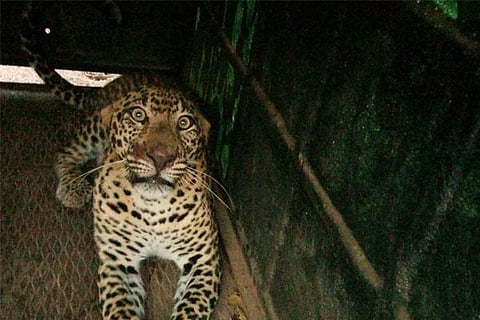 Leopard