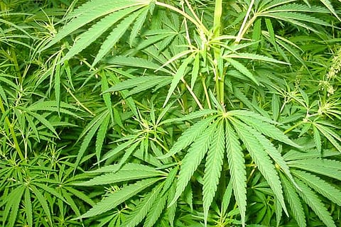 ganja
