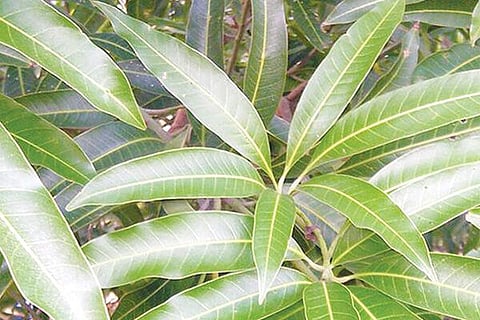 mango leaves