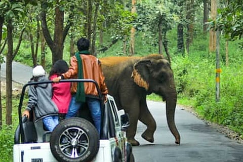 Safari vvani