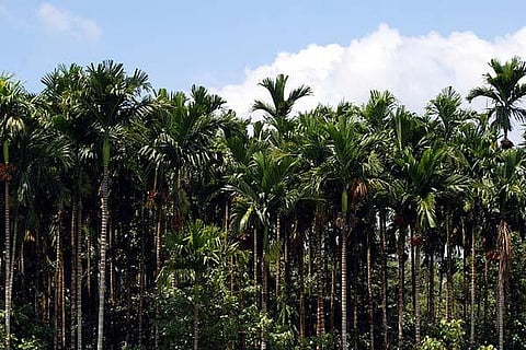 arecanut new