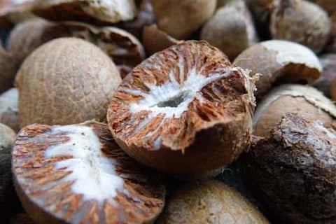 arecanut new