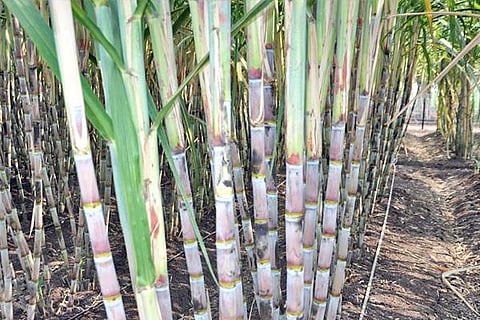 sugarcane-with-driperline