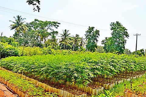 02-06-rama-aranya (forest)