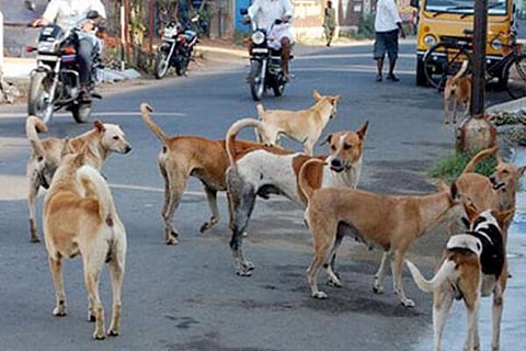 Street Dogs