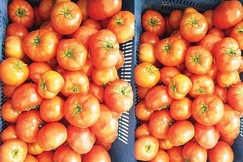 Tomato vvani
