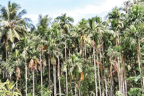 arecanut new