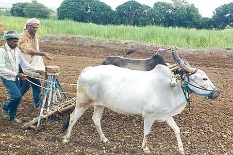 h12- Farmer 1