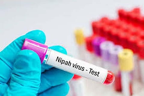 nipah virus new