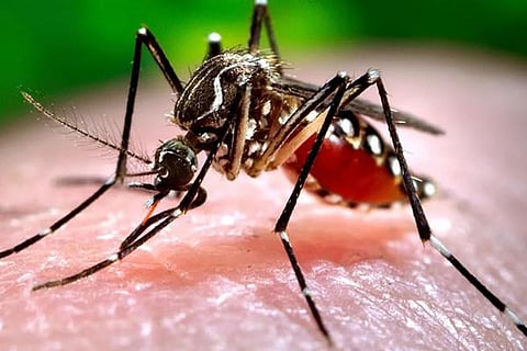 Dengue