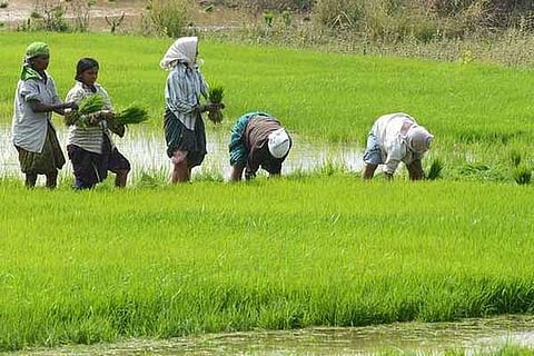 FARMER new