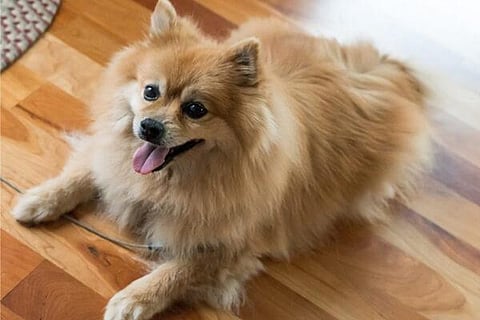 Pet Dog