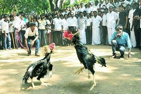 cock