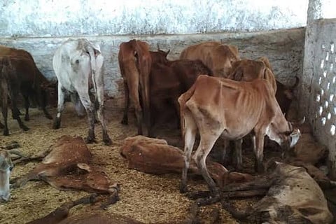 Cow Shelter