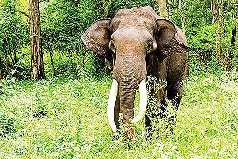 Elephant vvani