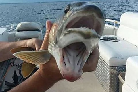 Fish