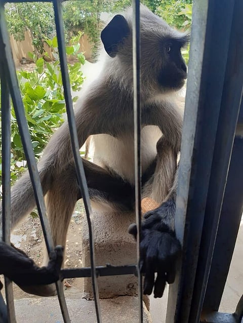 monkey 1 (1)