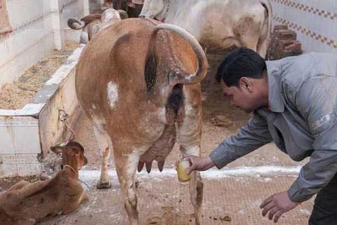 Gomutra